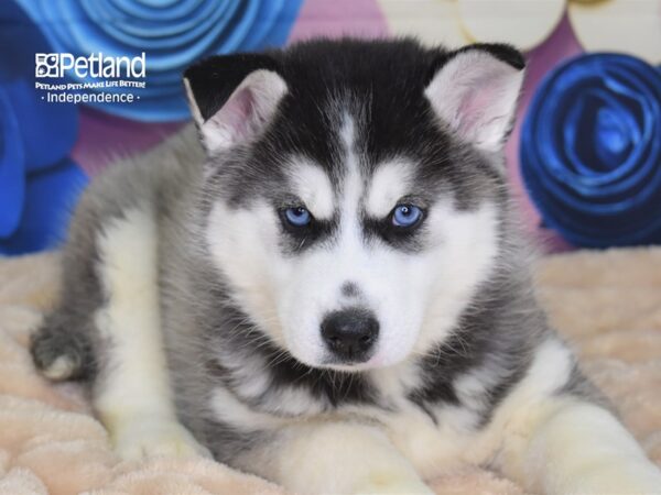 Siberian Husky DOG Female Black and White 2580 Petland Independence, Missouri