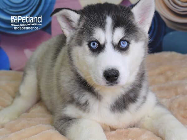 Siberian Husky-DOG-Male-Black and White-2581-Petland Independence, Missouri