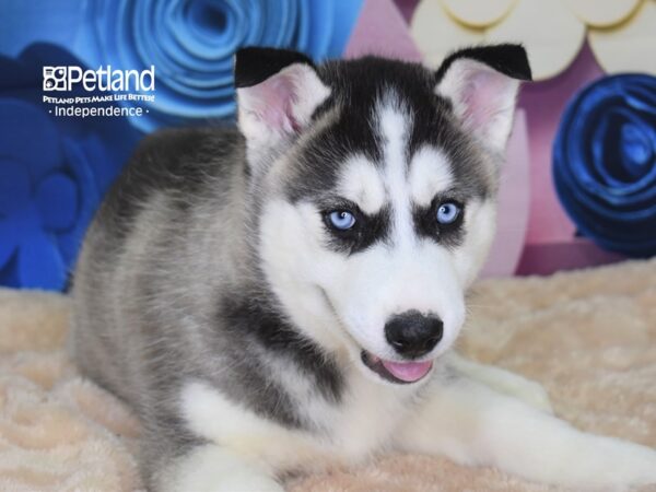 Siberian Husky DOG Female Black and White 2579 Petland Independence, Missouri