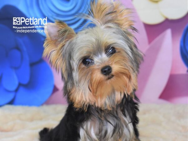 Yorkshire Terrier-DOG-Male--2586-Petland Independence & Lee's Summit, MO