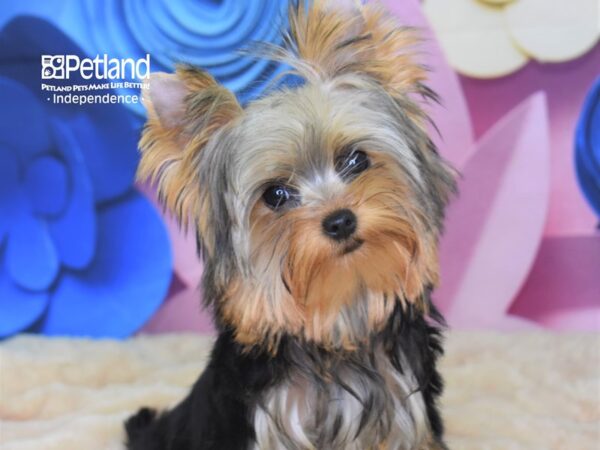 Yorkshire Terrier DOG Male 2586 Petland Independence, Missouri