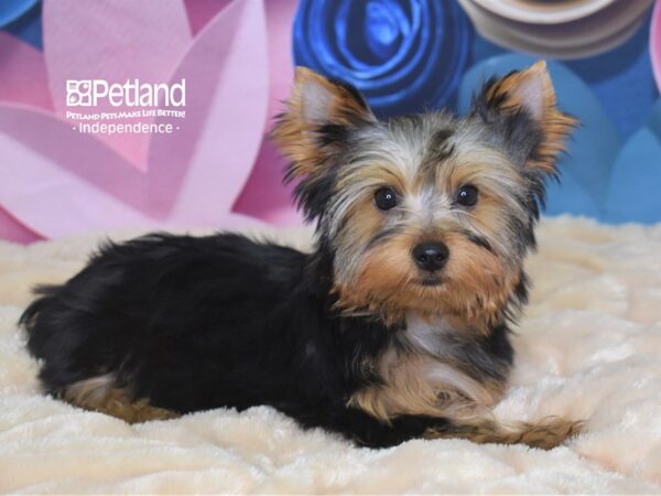 Yorkshire Terrier-DOG-Male--2587-Petland Independence & Lee's Summit, MO