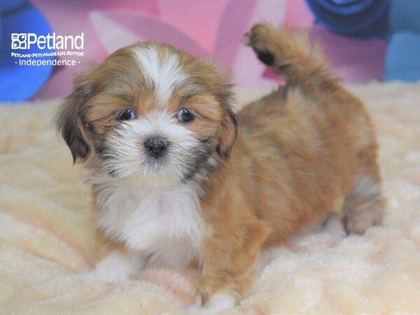 Lhasa Apso-DOG-Female--2588-Petland Independence & Lee's Summit, MO