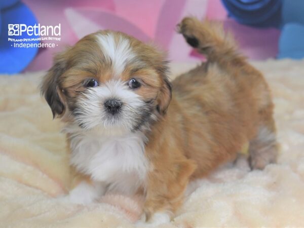 Lhasa Apso DOG Female 2588 Petland Independence, Missouri