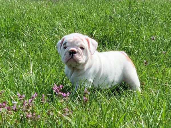 English Bulldog DOG Female White 2597 Petland Independence, Missouri