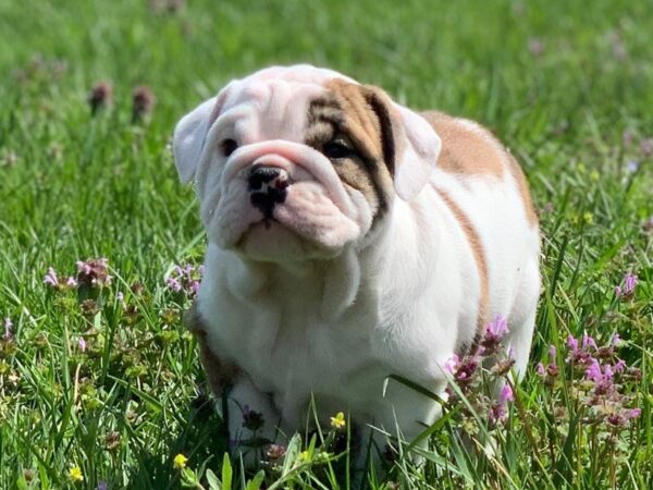 English Bulldog DOG Male Brindle Piebald 2598 Petland Independence, Missouri