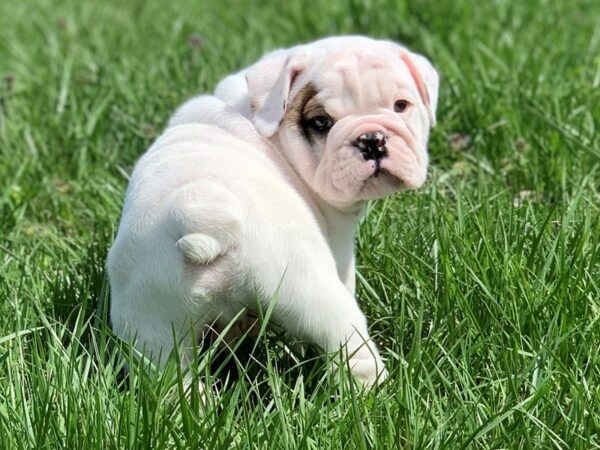 English Bulldog DOG Male White 2599 Petland Independence, Missouri