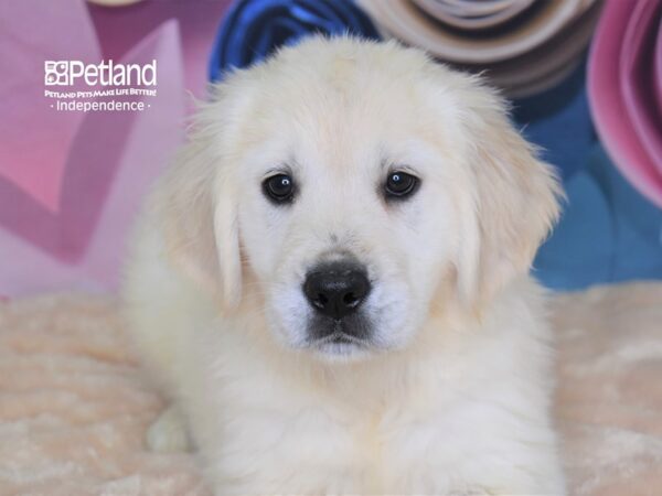 Golden Retriever-DOG-Female-Light Golden-2605-Petland Independence, Missouri