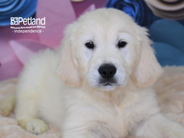 Golden Retriever DOG Male Light Golden 2604 Petland Independence, Missouri