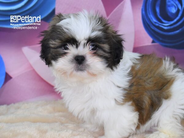 Shih Tzu DOG Female Gold and White 2603 Petland Independence, Missouri