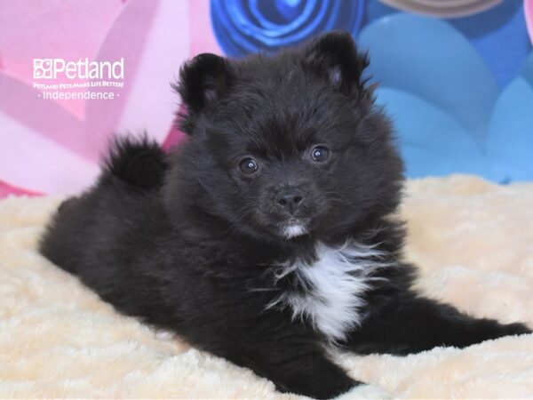 Pomeranian DOG Female Black 2601 Petland Independence, Missouri