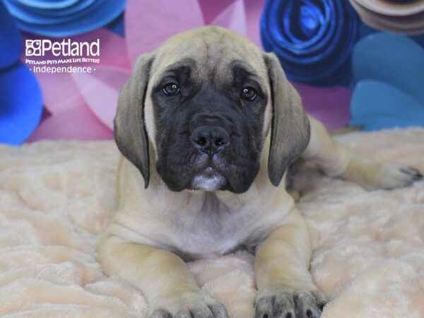 English Mastiff DOG Male Fawn 2600 Petland Independence, Missouri