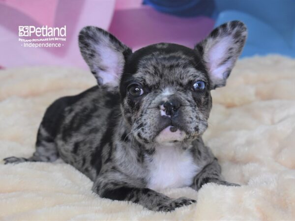 French Bulldog DOG Female Blue Merle 2596 Petland Independence, Missouri