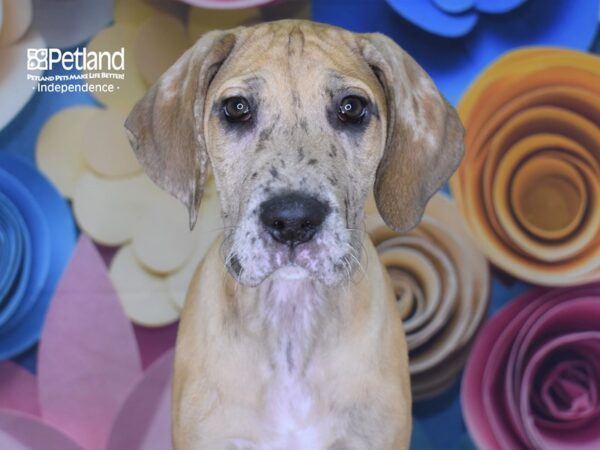 Great Dane DOG Female 2590 Petland Independence, Missouri