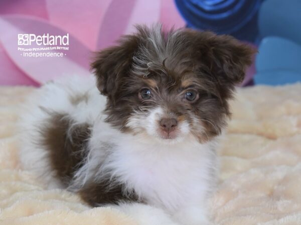 Pom Poo DOG Female 2593 Petland Independence, Missouri