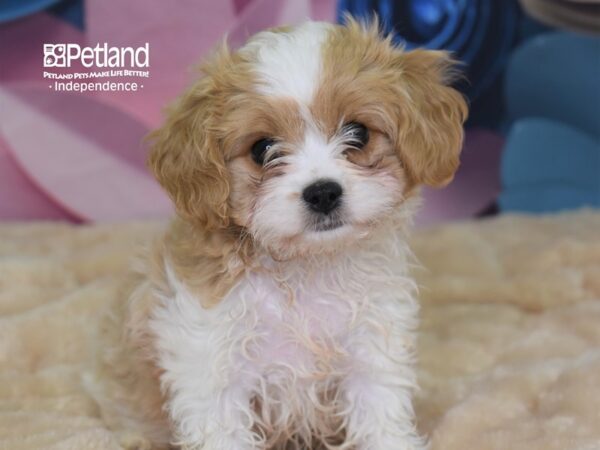 Cavachon DOG Female 2595 Petland Independence, Missouri