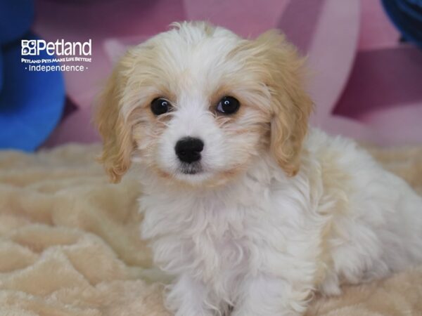 Cavachon-DOG-Female--2594-Petland Independence, Missouri