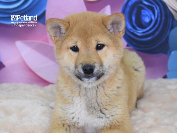 Shiba Inu-DOG-Male--2592-Petland Independence & Lee's Summit, MO
