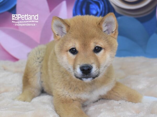 Shiba Inu-DOG-Male--2591-Petland Independence & Lee's Summit, MO
