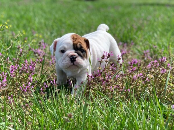 English Bulldog DOG Female Red and White 2623 Petland Independence, Missouri