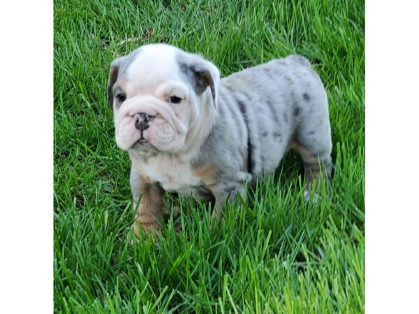 English Bulldog DOG Male Blue Merle 2624 Petland Independence, Missouri