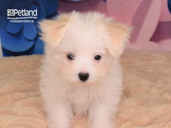 Malti Pom DOG Female Cream and White Parti 2621 Petland Independence, Missouri