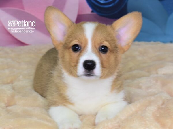 Pembroke Welsh Corgi-DOG-Female-Red & White-2614-Petland Independence, Missouri