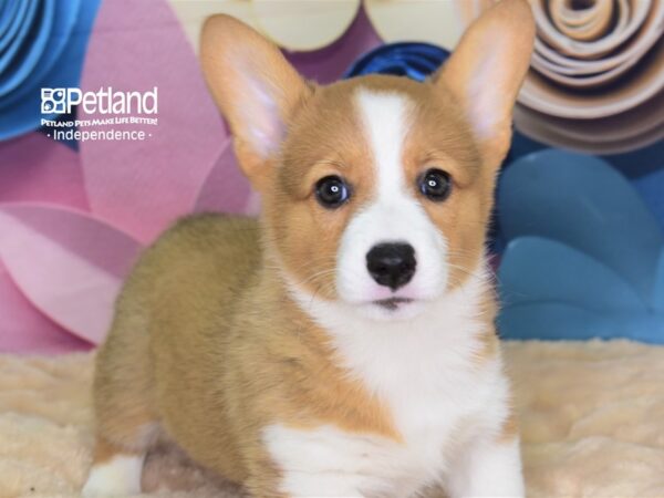 Pembroke Welsh Corgi DOG Male Red & White 2613 Petland Independence, Missouri