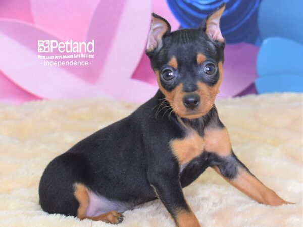 Miniature Pinscher DOG Male Black and Tan 2608 Petland Independence, Missouri