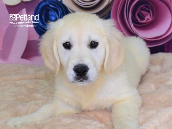 Golden Retriever DOG Female Light Golden 2606 Petland Independence, Missouri