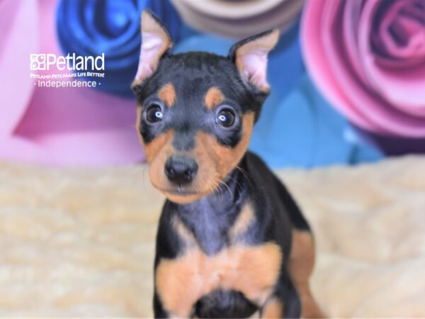 Miniature Pinscher-DOG-Female-Black and Tan-2610-Petland Independence & Lee's Summit, MO