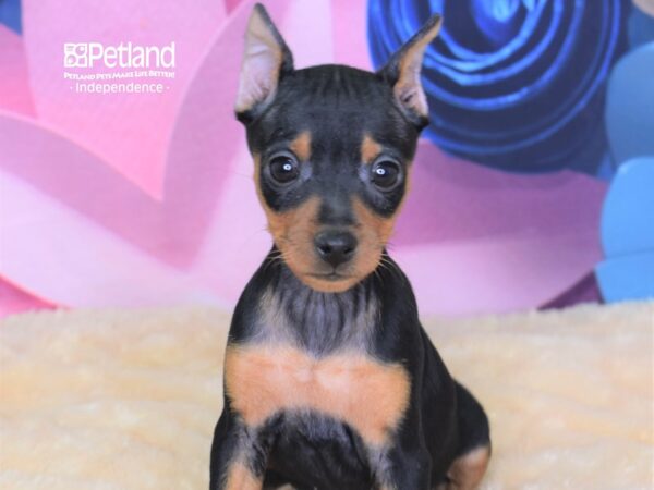 Miniature Pinscher-DOG-Female-Black and Tan-2607-Petland Independence, Missouri
