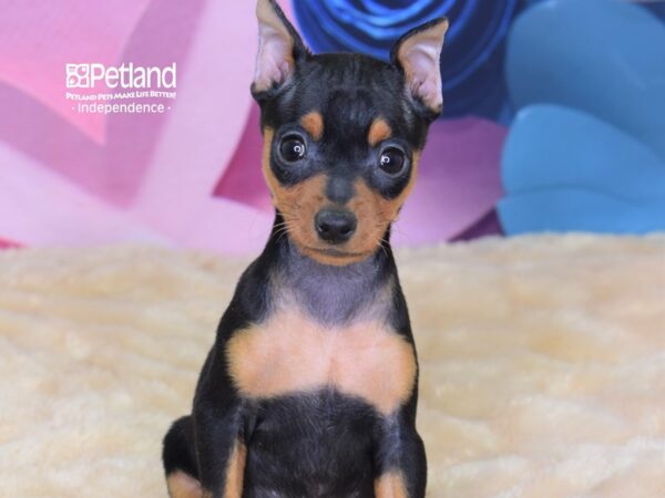 Miniature Pinscher-DOG-Female-Black and Tan-2609-Petland Independence, Missouri