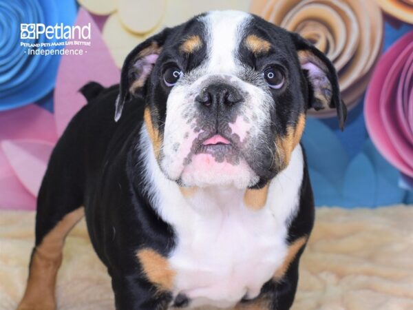 English Bulldog DOG Female Black and White 2626 Petland Independence, Missouri