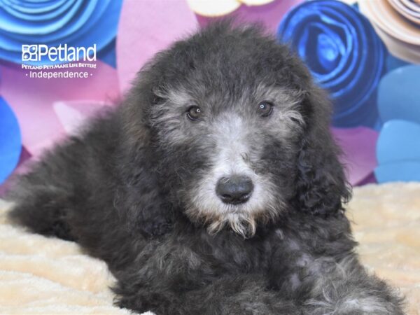 Sheepadoodle-DOG-Male--2627-Petland Independence & Lee's Summit, MO