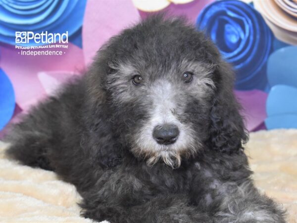 Sheepadoodle DOG Male 2627 Petland Independence, Missouri