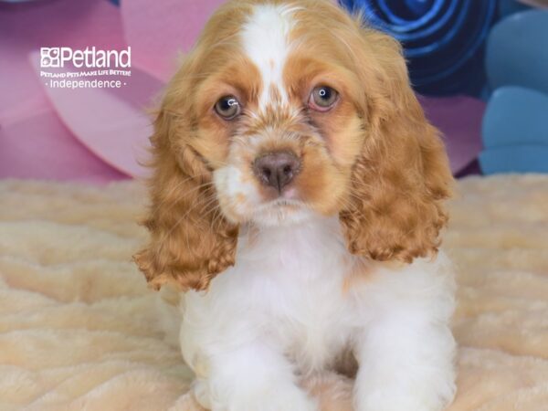 Cocker Spaniel-DOG-Female--2618-Petland Independence & Lee's Summit, MO