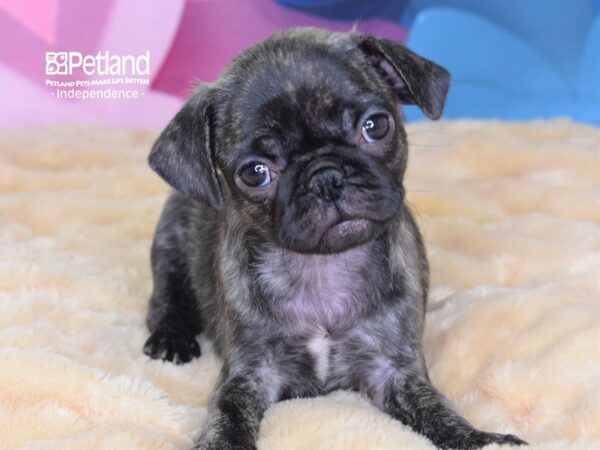 Pug DOG Female Brindle 2616 Petland Independence, Missouri