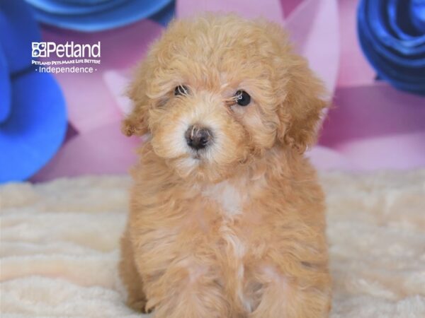 Malti Poo-DOG-Female--2620-Petland Independence & Lee's Summit, MO