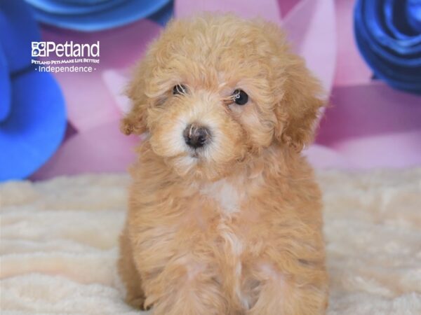 Malti Poo-DOG-Female--2620-Petland Independence, Missouri