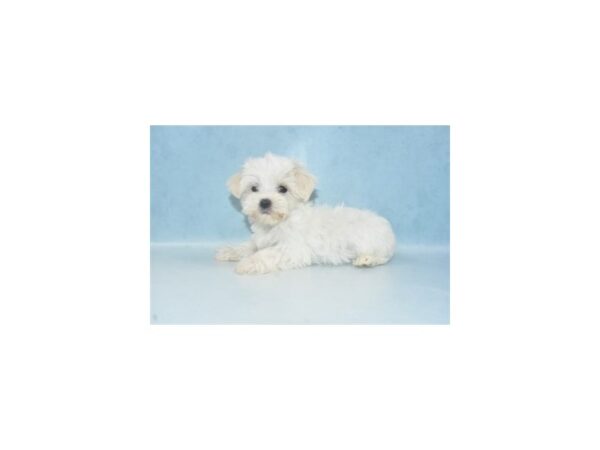 Maltese-DOG-Male-White-2632-Petland Independence, Missouri