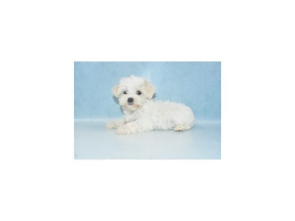 Maltese DOG Male White 2632 Petland Independence, Missouri