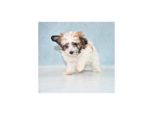 Papitese DOG Male White and Sable 2633 Petland Independence, Missouri