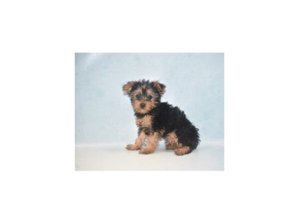 Yorkshire Terrier DOG Female Black and Tan 2635 Petland Independence, Missouri