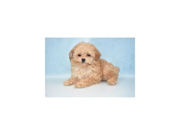 Toy Poodle DOG Female Apricot 2629 Petland Independence, Missouri