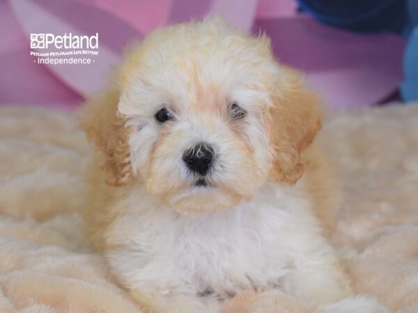 Malti Poo DOG Male Apricot 2628 Petland Independence, Missouri