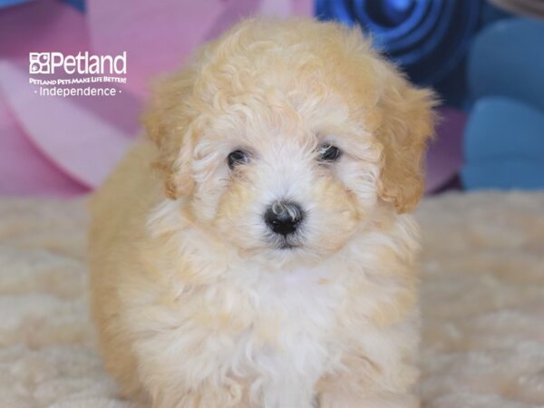 Malti Poo DOG Male 2619 Petland Independence, Missouri