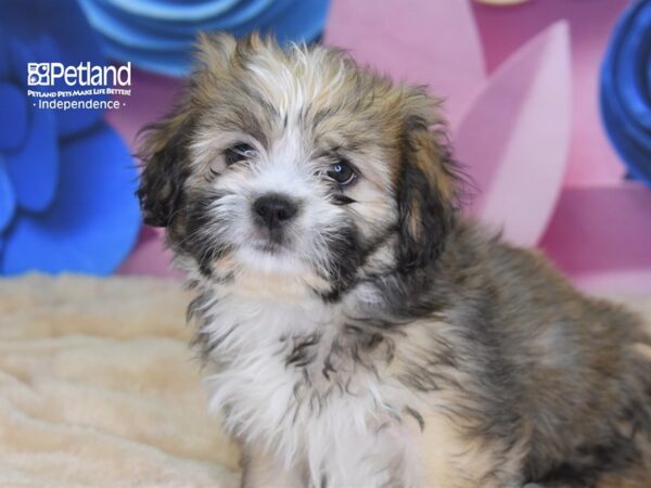 Lhasa Apso DOG Female Golden 2650 Petland Independence, Missouri