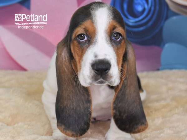 Basset Hound DOG Female White Black and Brown 2649 Petland Independence, Missouri