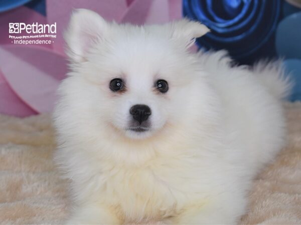 American Eskimo-DOG-Female-White-2648-Petland Independence, Missouri